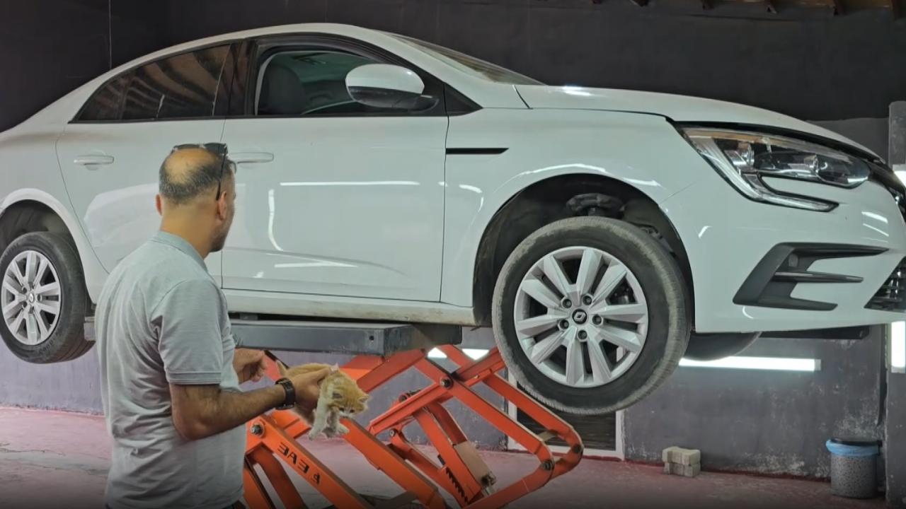 Otomobilin motor bölümüne giren kedi 3 şehir gezdi