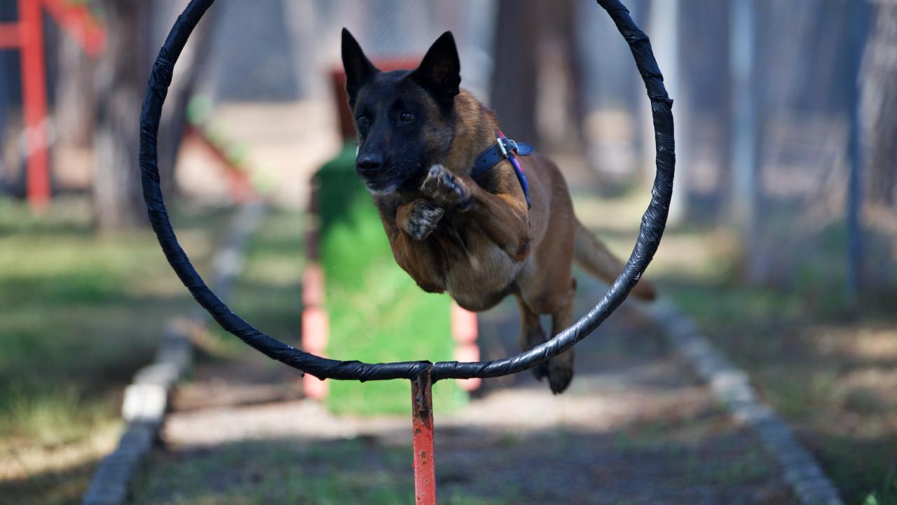 Jandarmanın hassas burunlu köpekleri antrenmanda