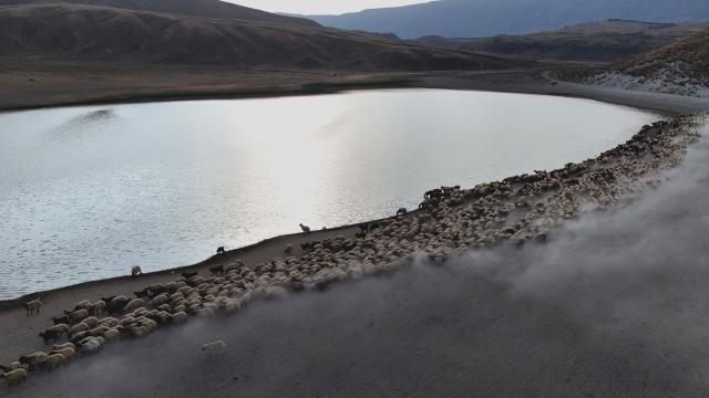 Nemrut Kalderası'nda sürülerin 'tozlu' yolculuğu