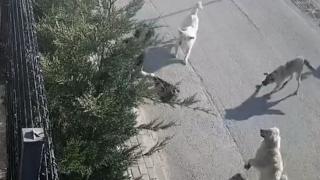 Bursa'da başıboş köpekler işe giden kadına saldırdı