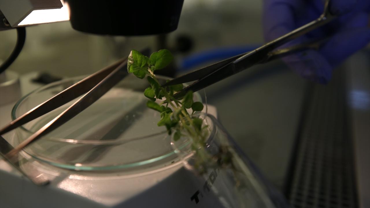 İkisi de yemeklik patates