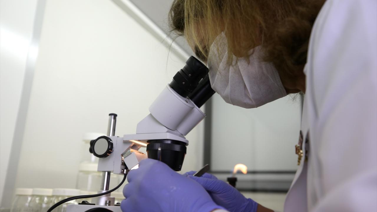 "Yorucu ve uzun soluklu çalışmayla patates elde etmiş oluyoruz"