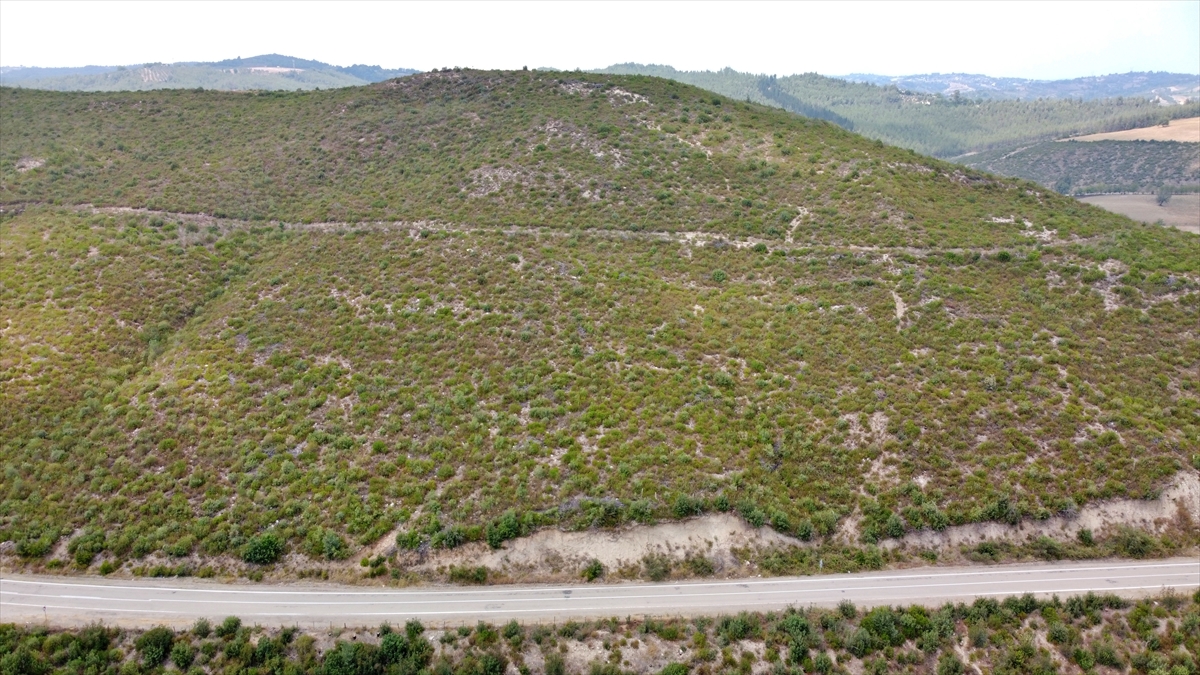 2 milyon 500 bin fidan dikildi