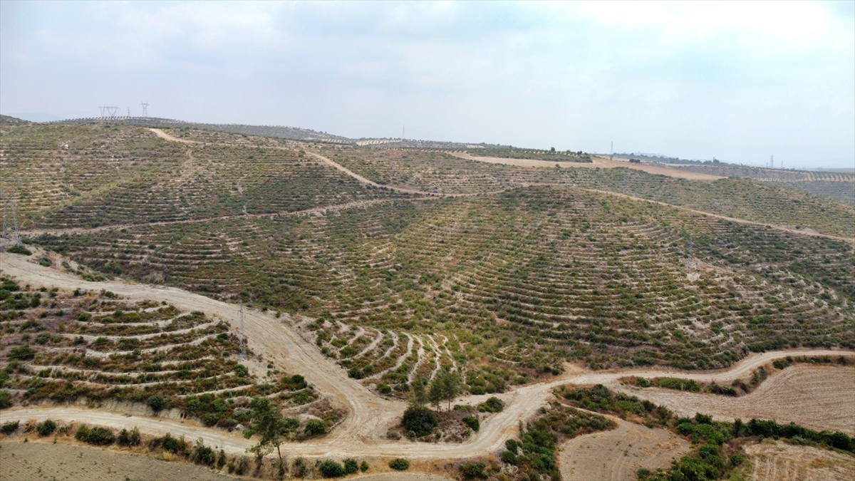 Fidanların boyu yer yer 70 santimetreyi aştı