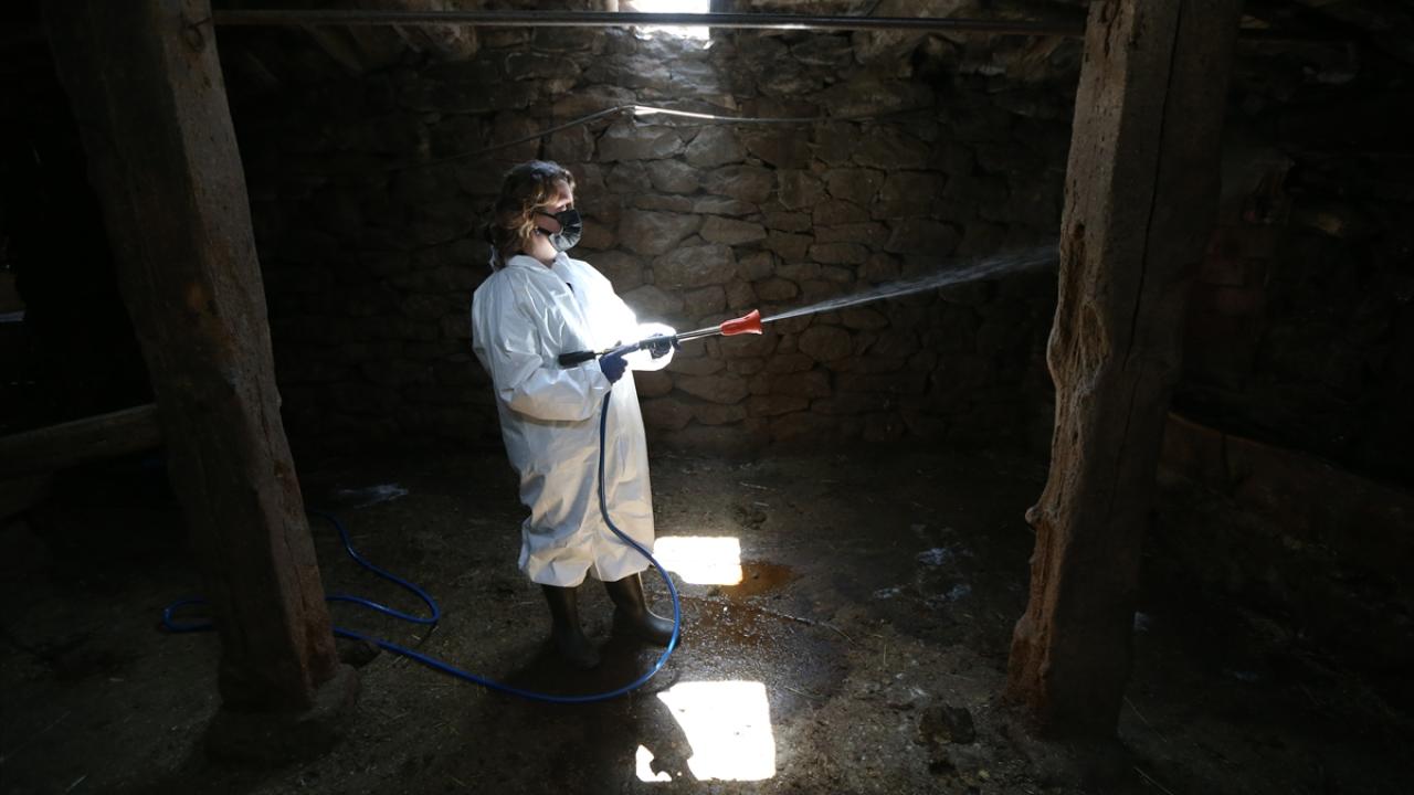 "Hayvanlarımız şap hastalığını atlattı"