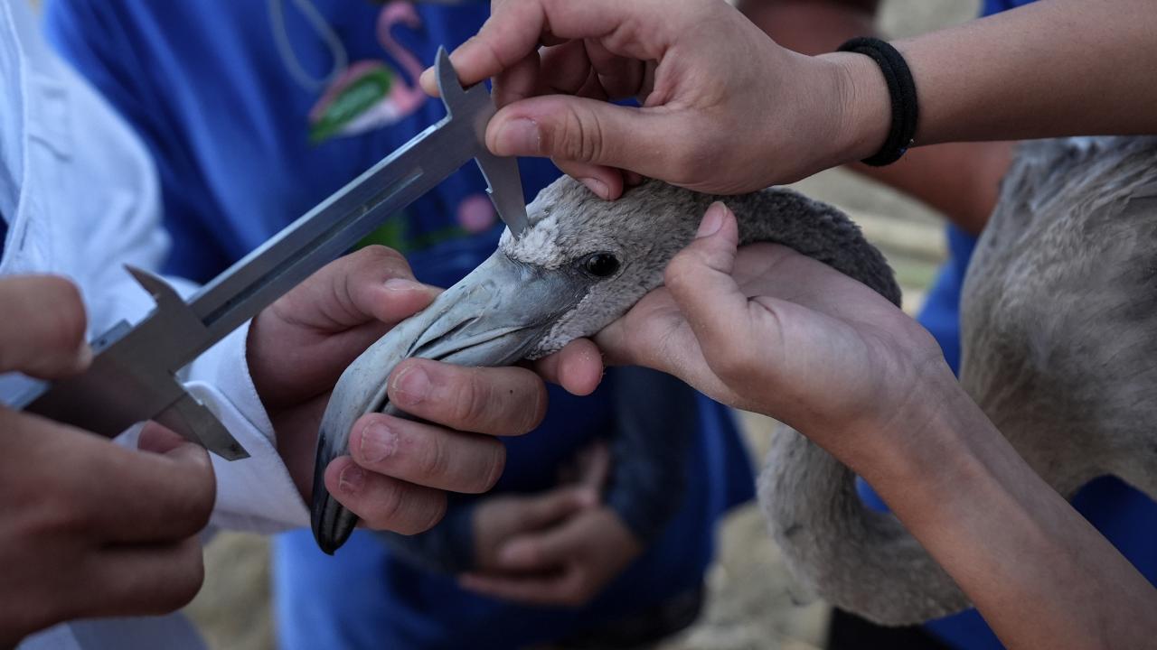 Yaklaşık 650 flamingo halkalandı