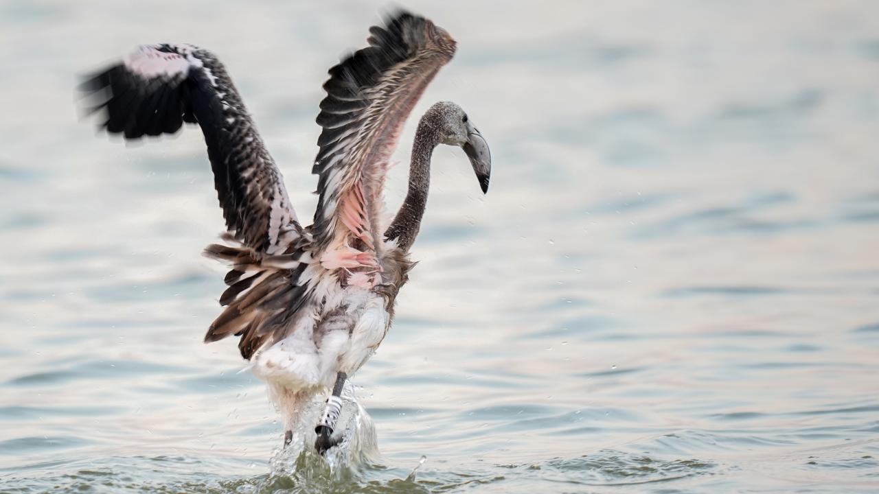 "Flamingoları korumak, Türkiye`nin balıkçılığını korumak demek"