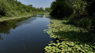 Türkiye’nin gizli serveti: Longozlar