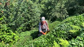 Rize Çayeli’nde ikinci sürgün mesaisi