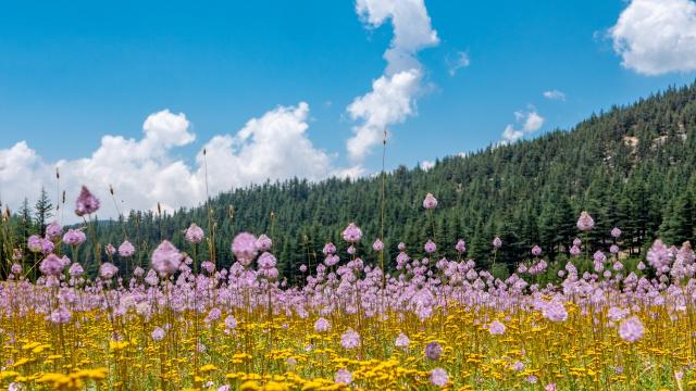 Çığlıkara Ormanları bahardan kalma günler yaşıyor