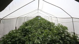 25 yıllık çalışmayla "Karsu" ve "Cansu" isimli yerli patates çeşitleri geliştirildi