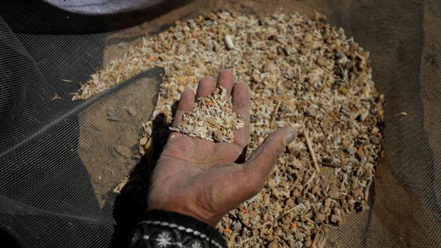 Filistinli kadınlar havadan indirilen yardımlardan dökülen gıdaları ayıklıyor