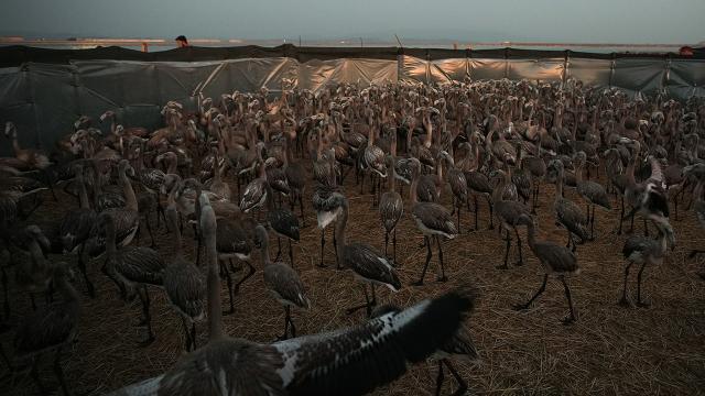 İzmir Kuş Cenneti'nde 650 yavru flamingo halkalandı