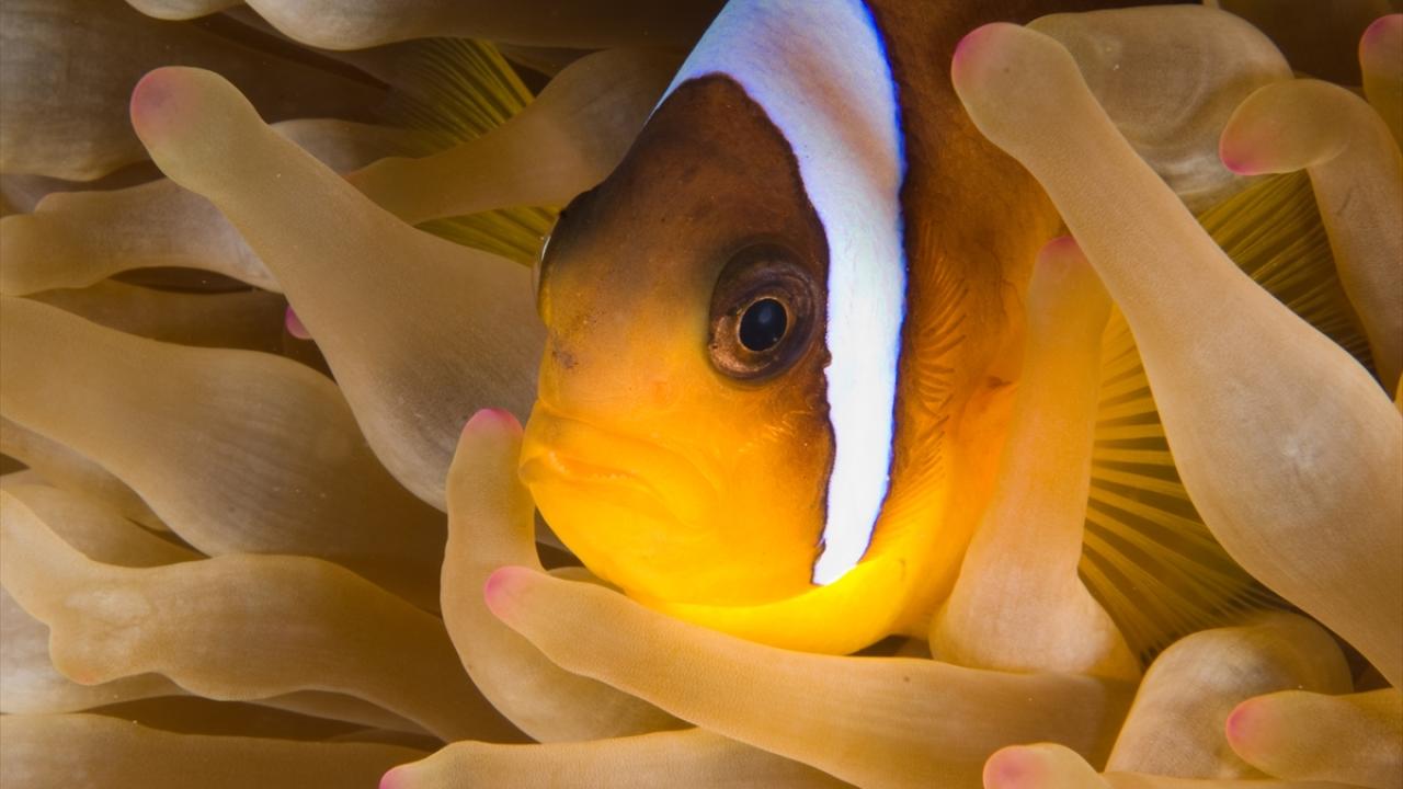 Deniz ekosisteminin zorunlu müttefikleri: Palyaço balığı ile deniz anemonu