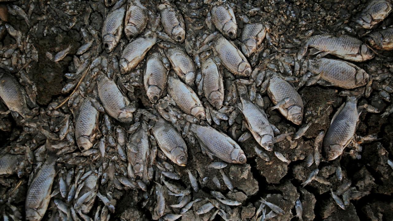 Mardin’de kuraklık nedeniyle göletlerdeki balıklar telef oldu