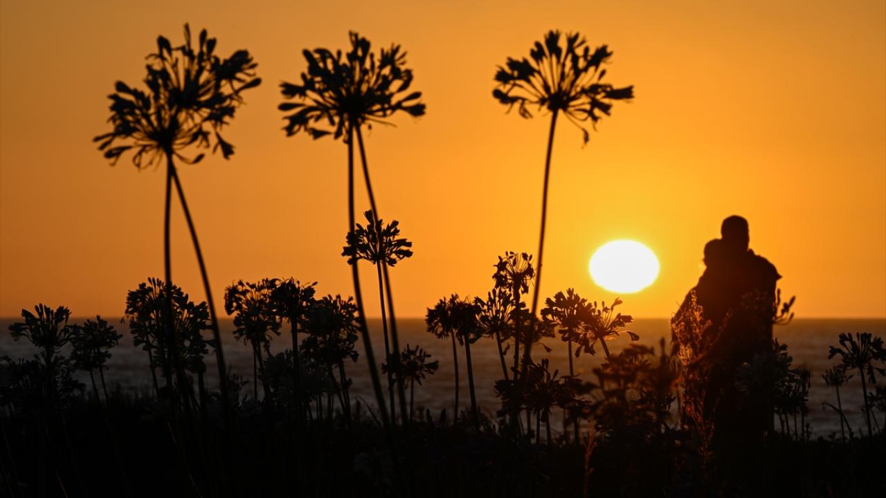 Kaliforniya'daki Montara Eyalet Plajı'nda Nil Zambağı