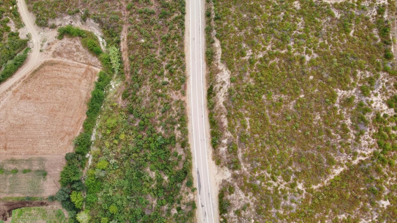 Osmaniye'de 4 yıl önce yanan alanlar, dikilen fidanlarla yeniden yeşerdi