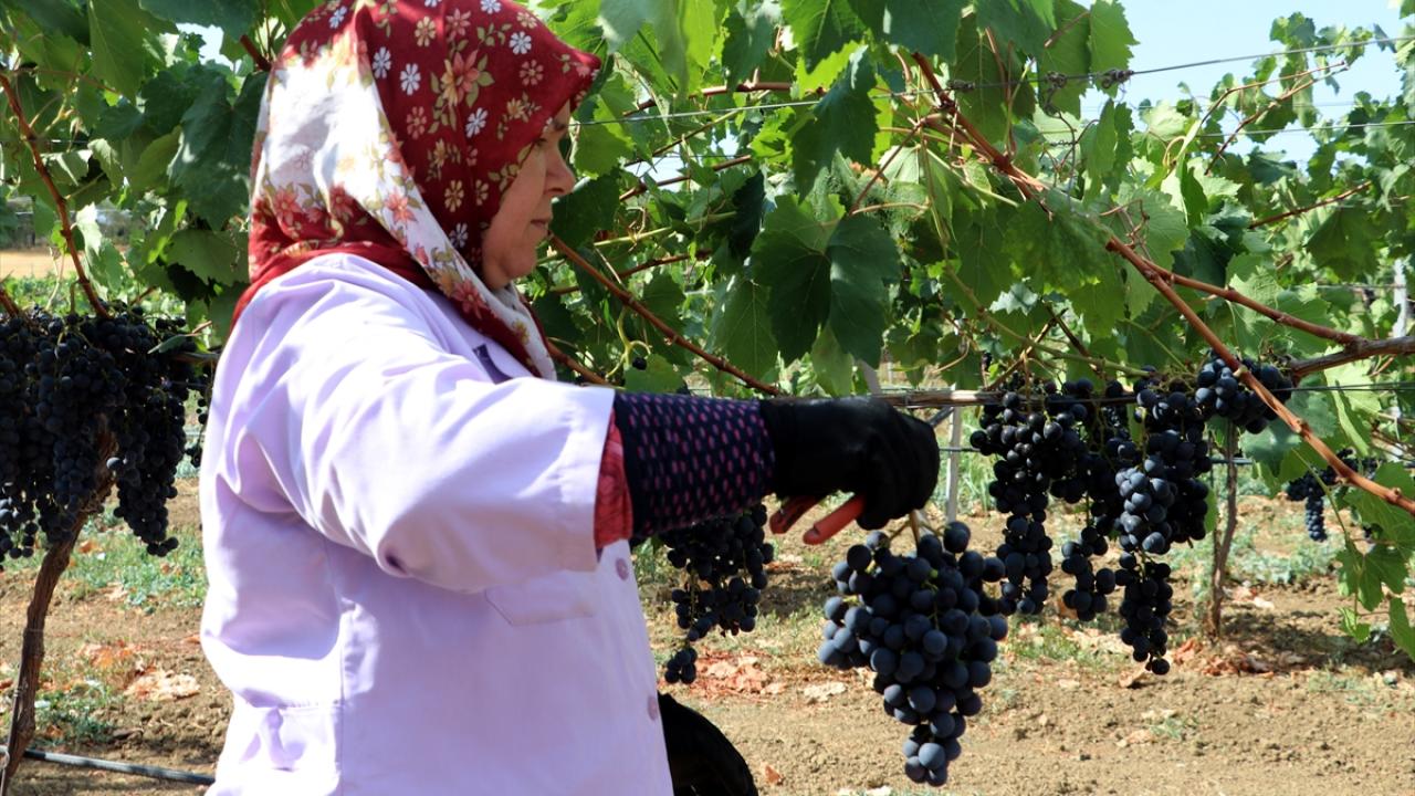 Türkiye'nin en erkenci bilinen "Trakya İlkeren" üzümünde hasat başladı