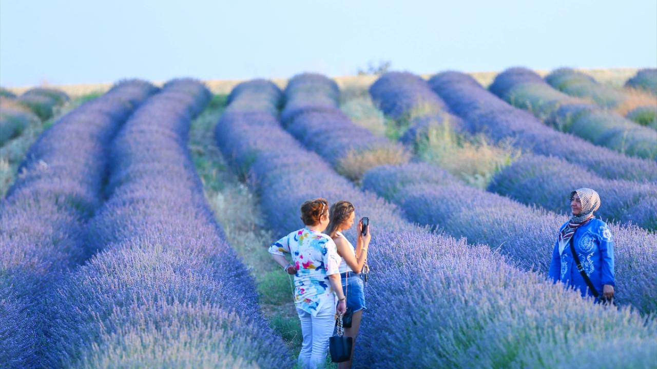 Uşak'ta devlet desteğiyle kurulan "mor bahçeler" yaygınlaşıyor