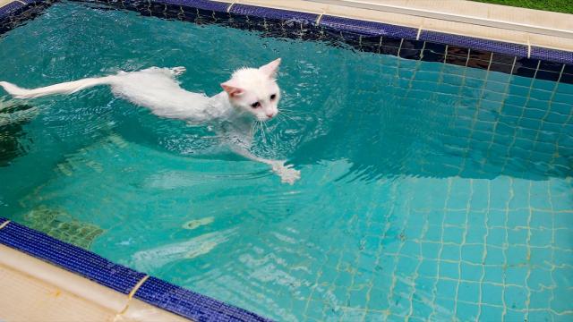 Van kedilerine klimalı ve havuzlu oda konforu