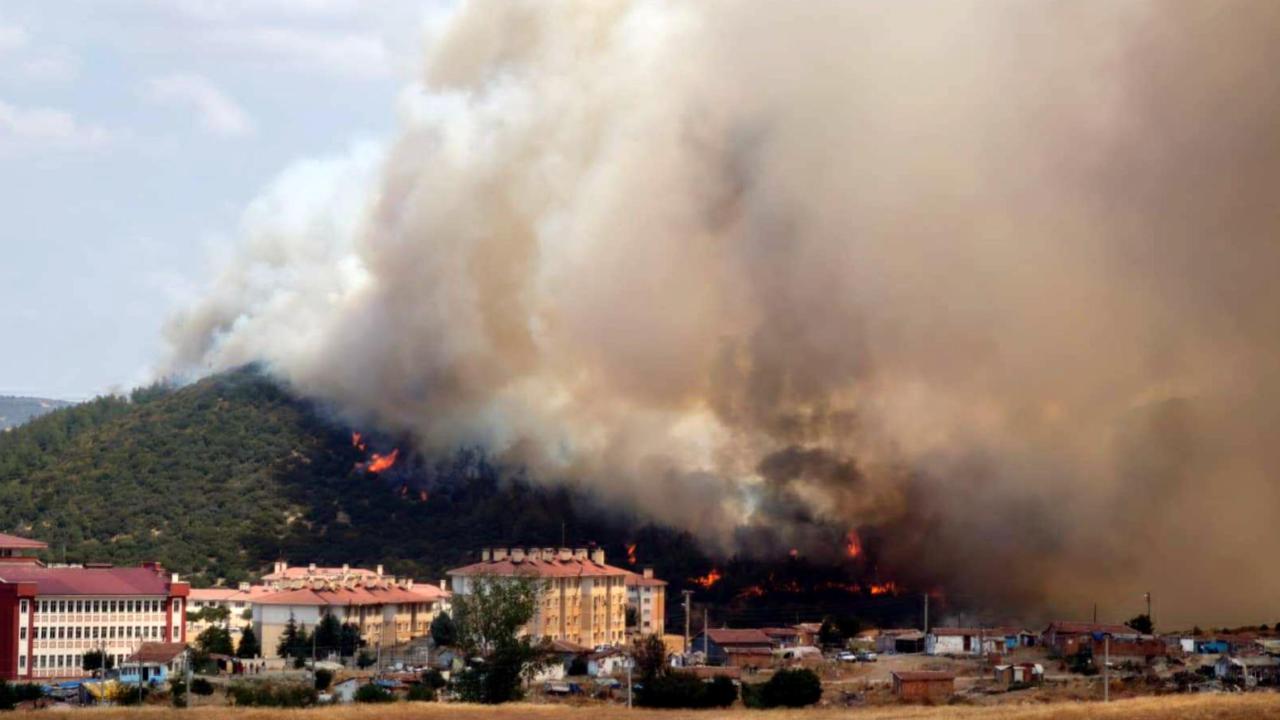 Edirne'de orman yangını