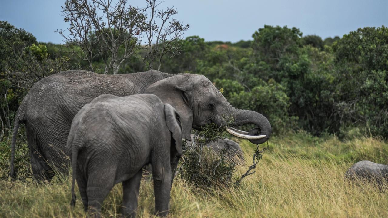 Kenya'da ''Dünya Fil Günü''