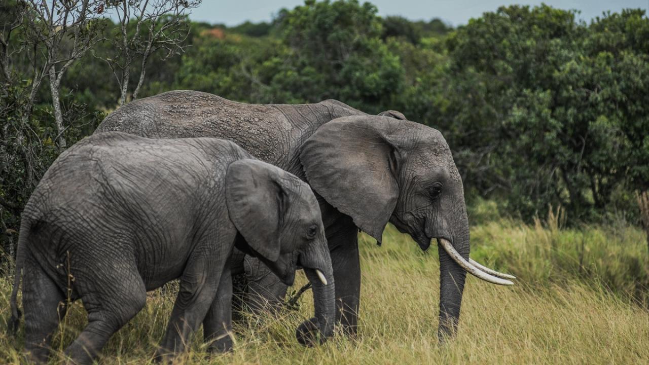 Kenya'da ''Dünya Fil Günü''