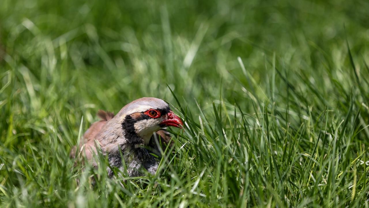 "Bu canlı bizim için önemli bir genetik materyal"