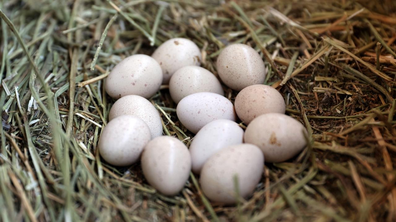 "Çekirge mücadelesi için bizden keklik talep ediliyor"