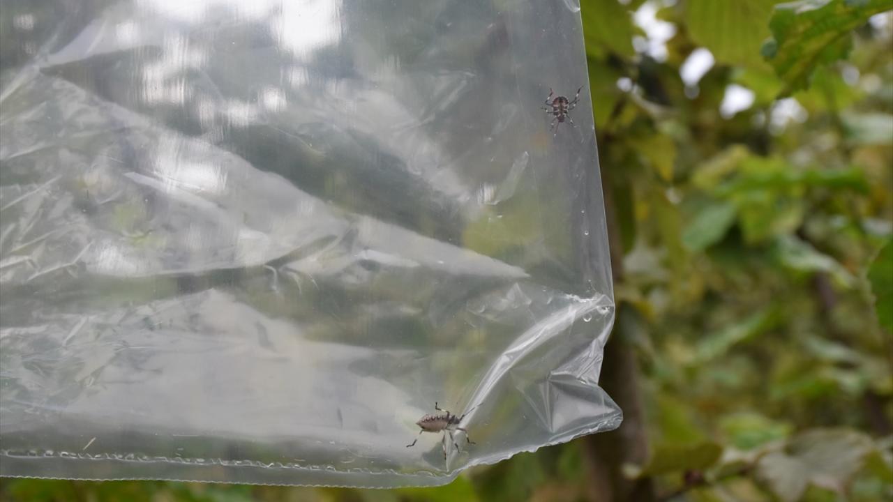 15 bin feromon tuzağı dağıtıldı