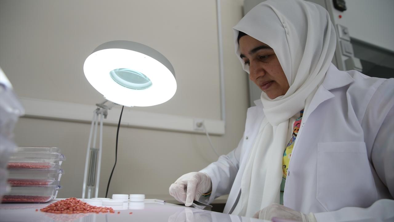 Standartları karşılayan numunelere sertifika veriliyor