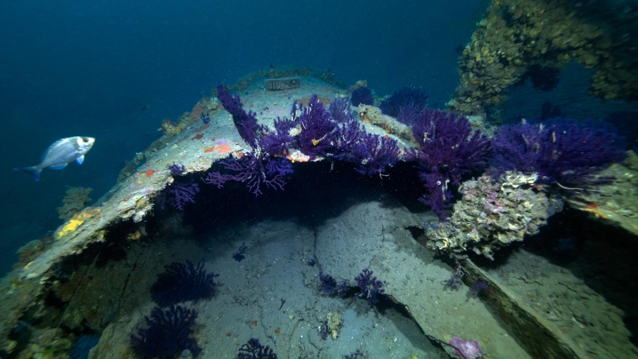 Çanakkale Boğazı derinliklerindeki Kaptan Frangos Batığı