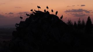 Leylekler sonbahar göçü öncesi Afyonkarahisar’da mola verdi