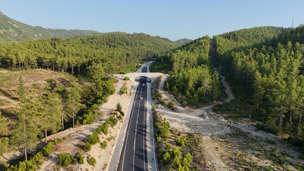 Antalya'nın ekolojik köprüsü yaban hayatını koruyor