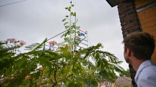 Hollandalı bahçıvan tarihin en uzun ayçiçeklerinden birini yetiştirdi