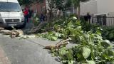 İstanbul'da fırtına: Ağaçlar devrildi, iki kişi yaralandı
