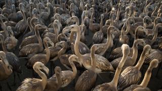 Malaga'da Flamingo halkalama etkinliği gerçekleştirildi