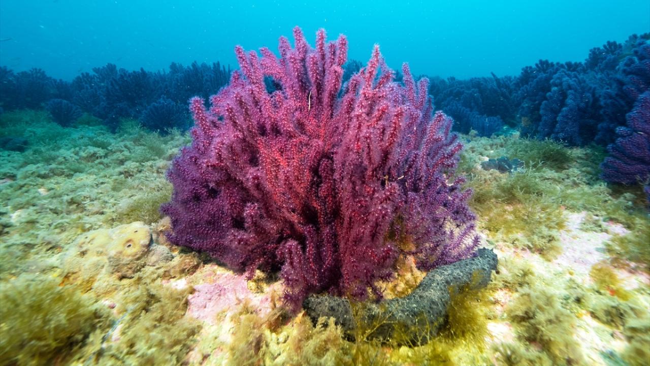 Çanakkale Boğazı derinliklerindeki Kaptan Frangos Batığı