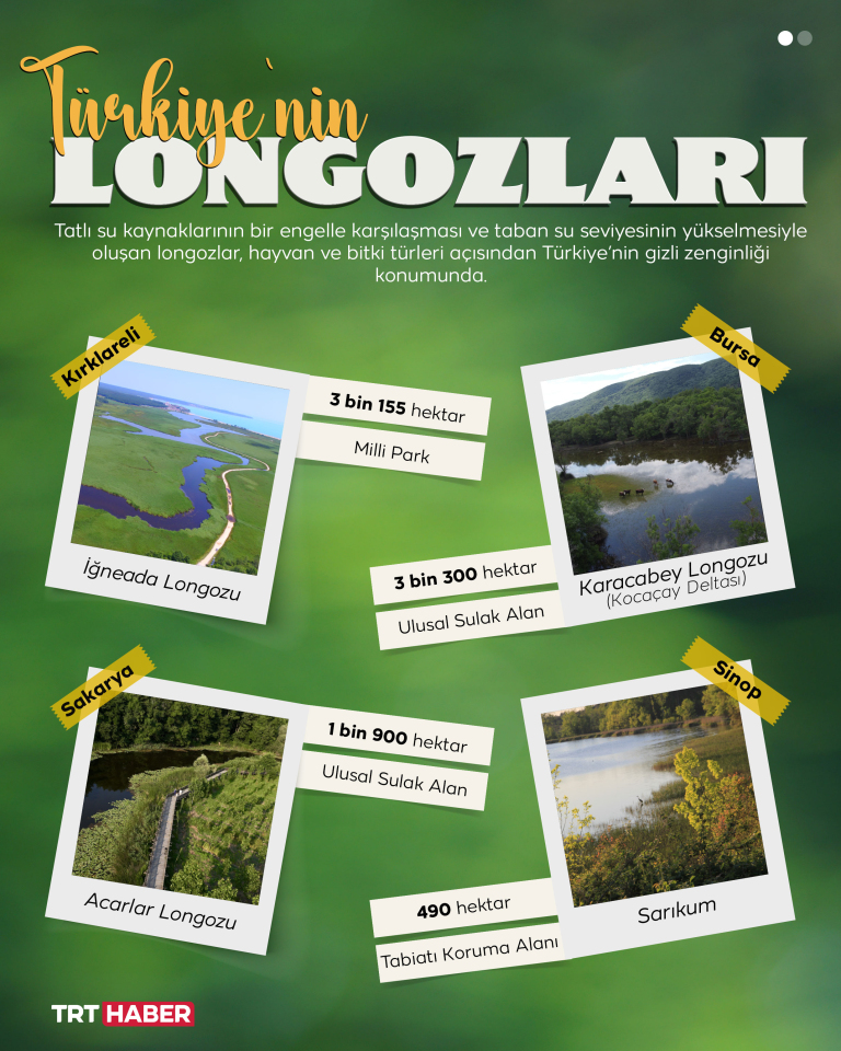 Türkiye’nin gizli serveti: Longozlar