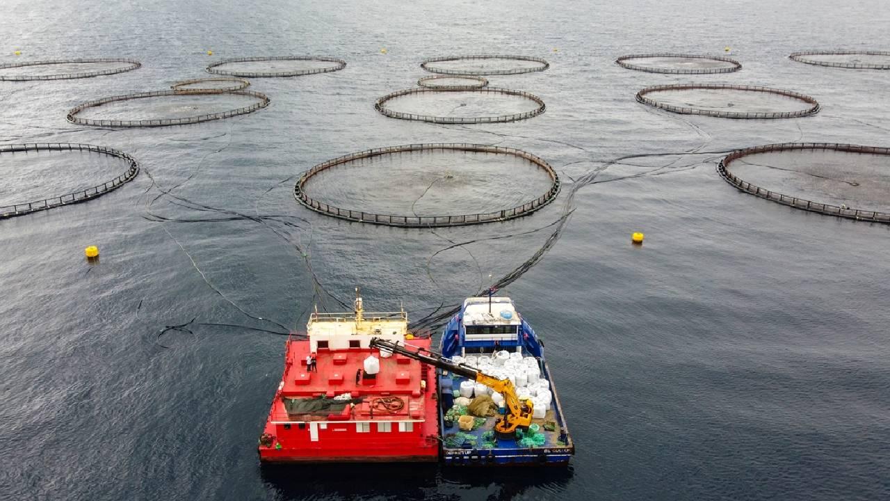 Hatay'da kafeste yetiştirilen balıklar Avrupa ülkelerine ihraç ediliyor