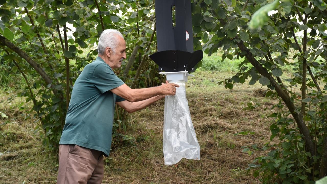 Trabzon'da kahverengi kokarcayla 65 bin hektarda mücadele ediliyor