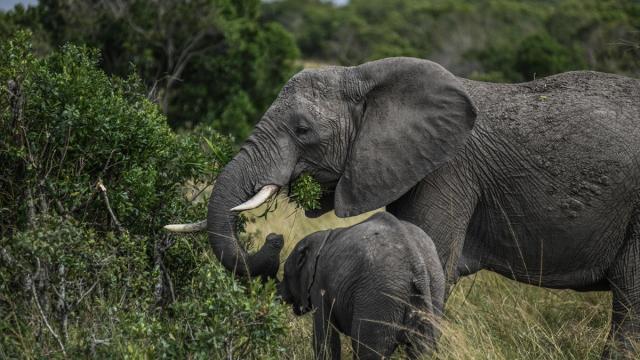 Kenya'da ''Dünya Fil Günü''