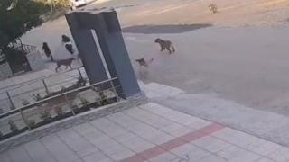 Bursa'da başıboş köpekler yolda yürüyen iki kişiye saldırdı