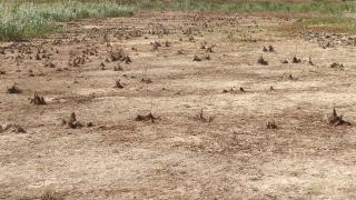 Tekirdağ'da Yazır Göleti kurudu