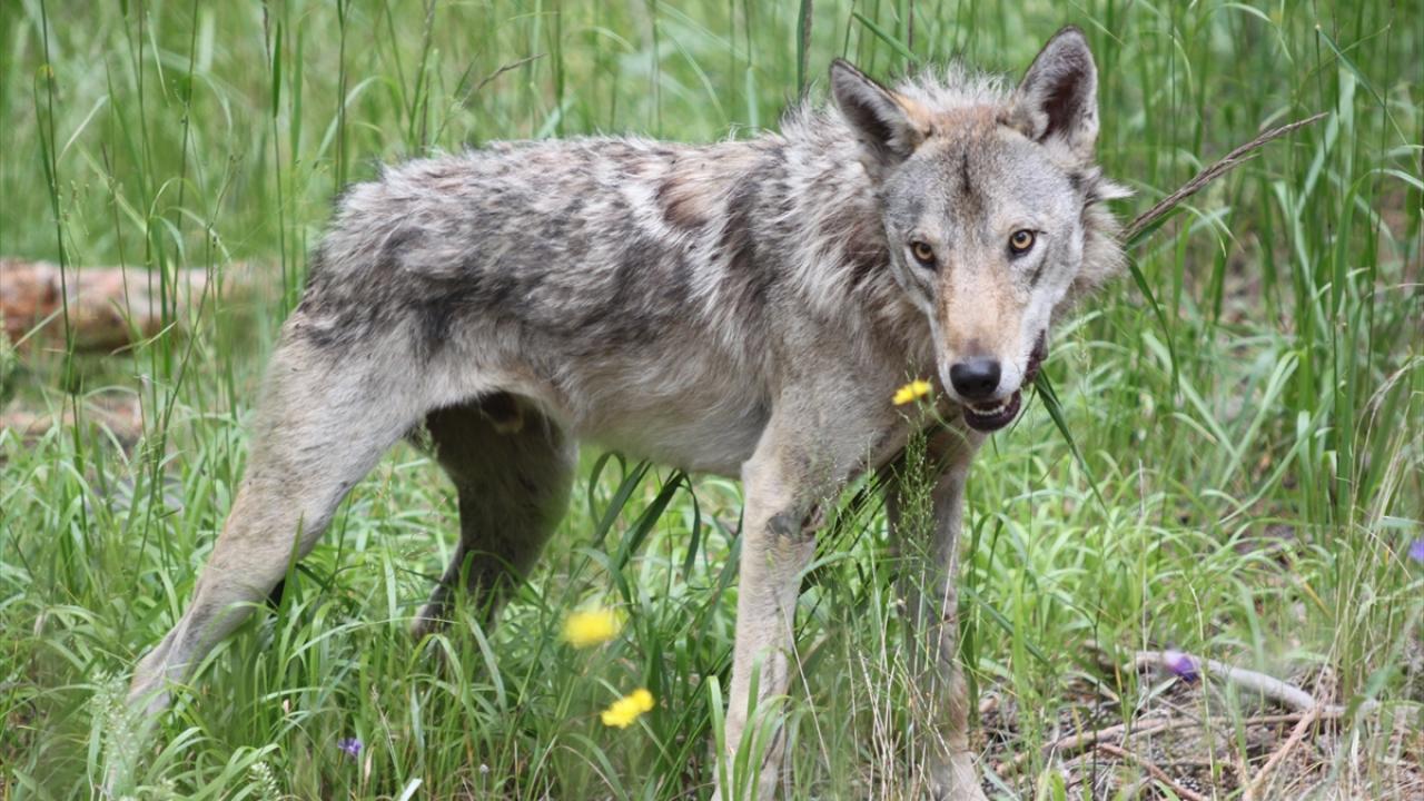 Kars'ta hareketleri takip edilen 50'nci kurda uydu vericisi takıldı