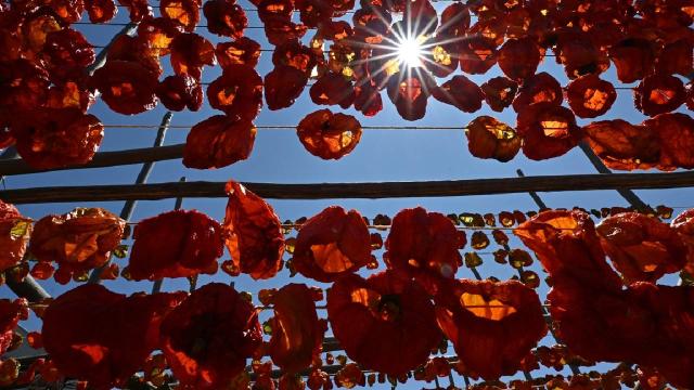 Gaziantep'te kurutmalık sezonunda tepeler kırmızı ve mora büründü