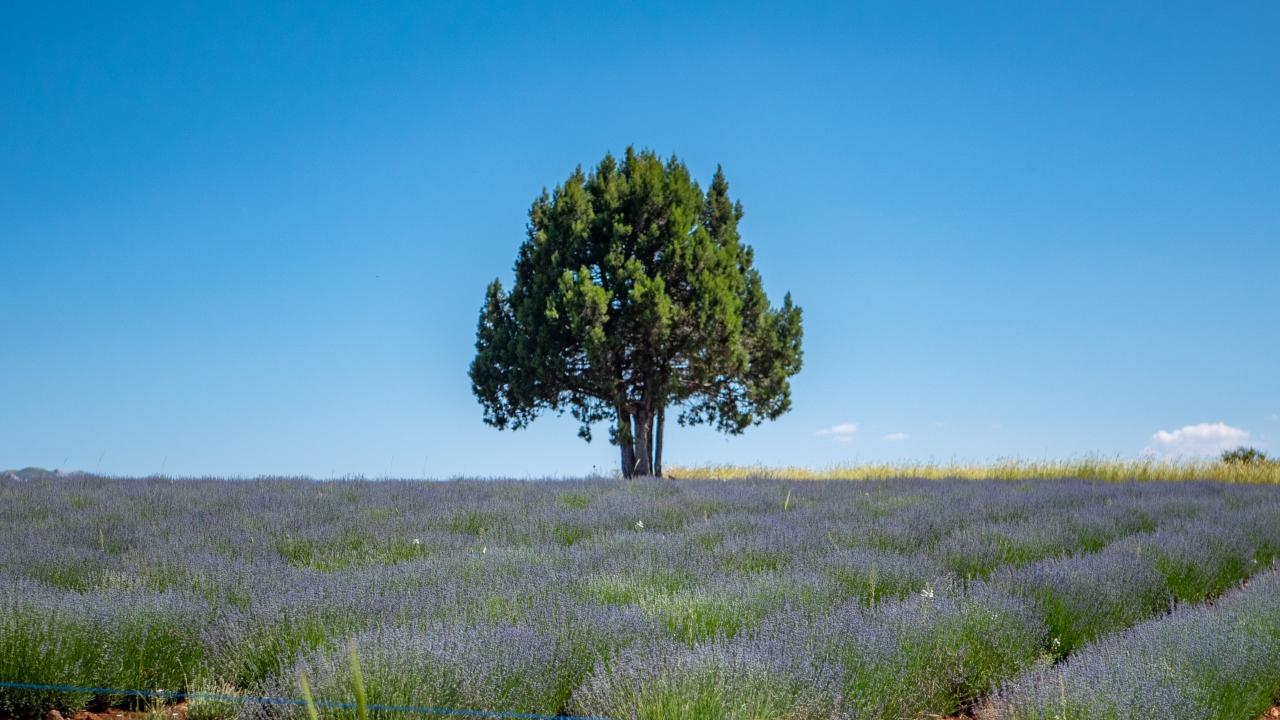 Lavanta mevsimi sona eriyor