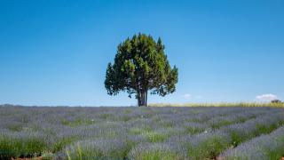 Lavanta mevsimi sona eriyor