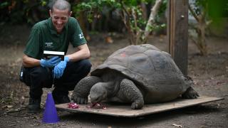 Londra Hayvanat Bahçesi'nde yıllık ölçümler yapıldı