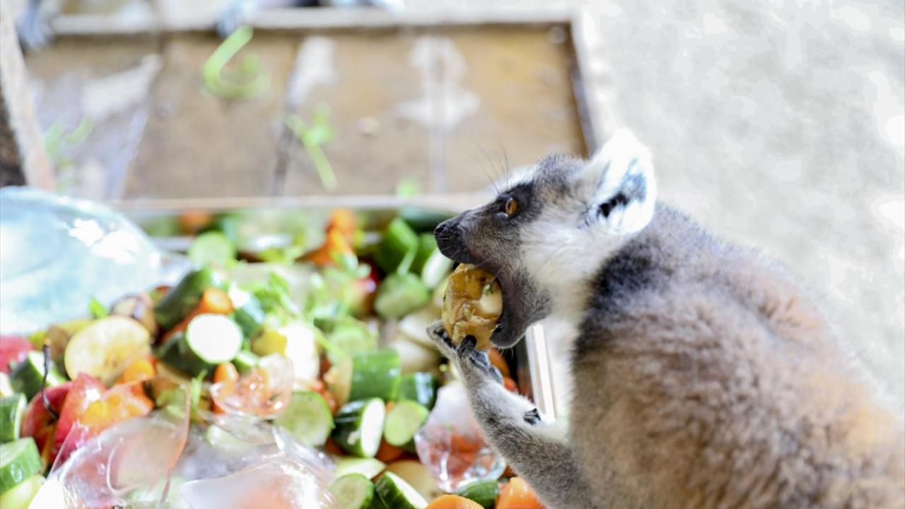 Tarsus Doğa Parkı'nda hayvanlar buzlu meyve kokteyli ve suyla serinliyor